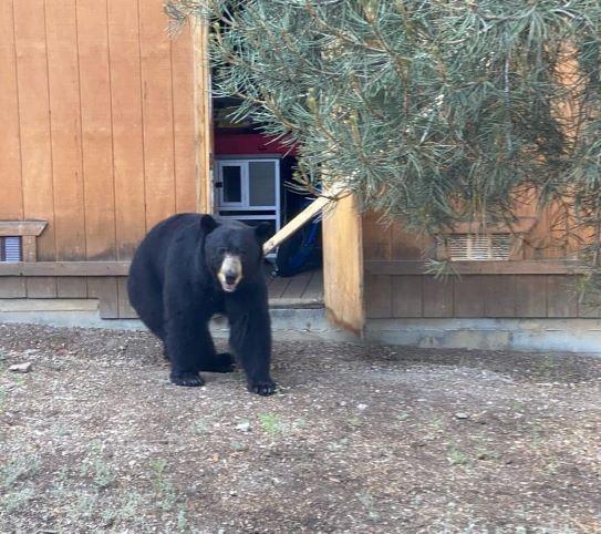 Bear by shed